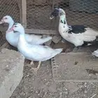 بط بلدي للبيع