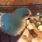 صوص دجاج لاحم