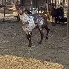 تيس فحل اوشح جنوبي