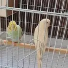 طيور حب ذكر وأنثى الأنثى اليفه