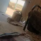 داتسون نيسان م14 ممشى393 السعر25 فحص واستمارةساريين