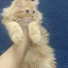 كيتن 4 قطط صغار اعمارهم 3 اشهر