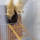 ازواج شوقر قلايدر طفرة للبيع