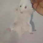 1 هامستر مع القفز