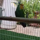 ذكور روز انثى روز