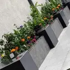 زراعة الورد والأشجار