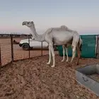 للبيع ناقه وضحى وذلول