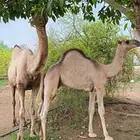 ناقه عاديه