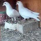 طبة لاحم - تم البيع