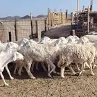 غنم حريه حرش طيبه صنف 28 راس بالفحل دفيع و ضراب