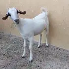 عنز بيشيه كحلا