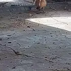 طيور دجاج فزنت