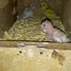 جوز بادجي مع 3 فروخ