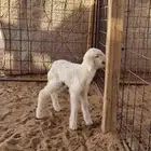 داغور حري للبيع