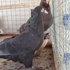 نعرض لكم زوجين تركي طحيني واسود
