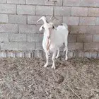 تيس سويسري أصل ومنتج