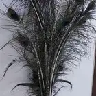 ريش طاووس طبيعي