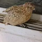 سمان بشاير