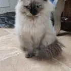 قطة أنثى للتبني شيرازية