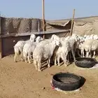 غنم حريه حرش طيبه 23 راس بالفحل رباع دفيع وضراب