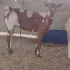 عنز محيليه السن سديس الضرع نضيف الصحه شرط ودافع مشاء الله