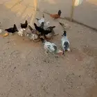دجاج عربي بياض