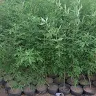 مشتل لبيع جميع انواع الشجر الزينط جمله