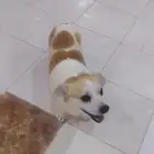 الكلب للبيع