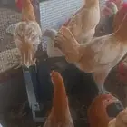 فروخ بلدي للذبح