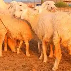 رخال جدعات مشروطه وسليمه من جميع العذاريب