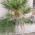 شجر وشنطونيا العدد 2