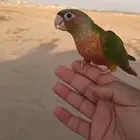 فرخ كنيور هدد