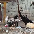 دجاج سندي صافي