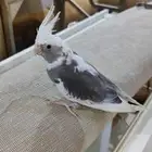 كروان أليف