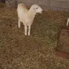 طلي حري مقفل شحم ولحم وتيس بيشي