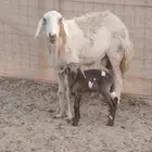 نعجه تحتها طلي