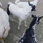 تيس باقي ماهو ثني تقريبا 7 شهور