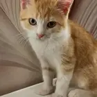 قط ذكر للتبنى