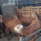 طليان سواكني مرابي