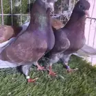 حمام قطيفي