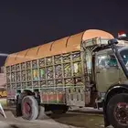 شراعات حنايه كوري بي في سي ش