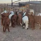 طليان سواكني مرابي