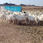 غنم حريه حرش طيبه 46 راس بالفحل دفيع و ضراب