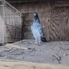 حمام باكستاني