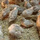سمان عمر 40يوم