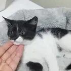 قطه صغيره للتبني