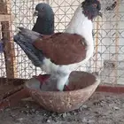 كنق و سكايكتر و تركي