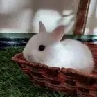 ارانب نذرلاند قزميه 1 متبقي