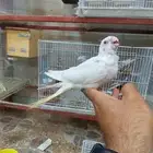 فرخ كروان