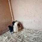 دجاجه باكستاني
